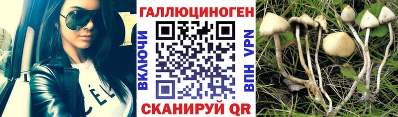 Галлюциногенные грибы Cubensis  Купить закладки  Горно-Алтайск 